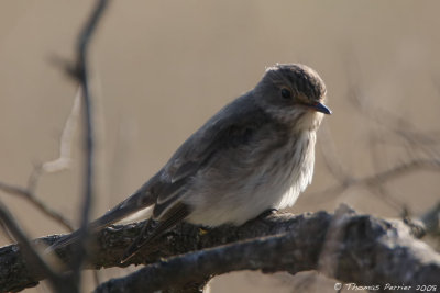 Gobe mouche gris - Spotted flycatcher (0214)