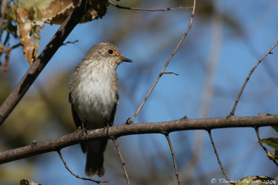 Gobe mouche gris - Spotted flycatcher (0844)