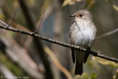 Gobe mouche gris - Spotted flycatcher (0870)