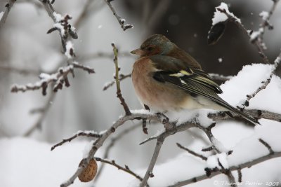 Pinson des arbres_St Cannat_3148.jpg