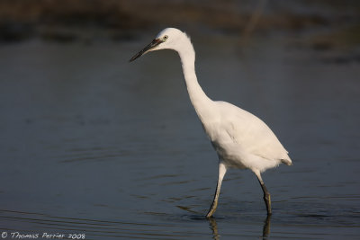 aigrette garzette_9672 web.jpg