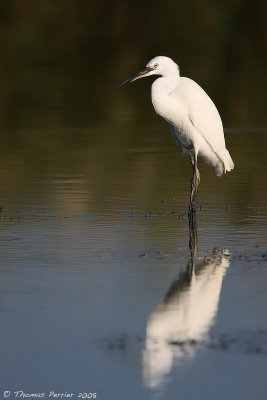 Aigrette garzette_9680 new web.jpg