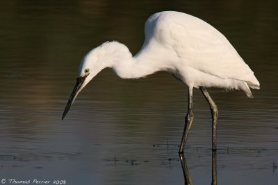 aigrette garzette_9669 web.jpg