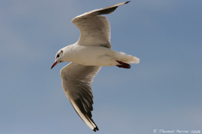 Mouette Rieuse_0050.jpg