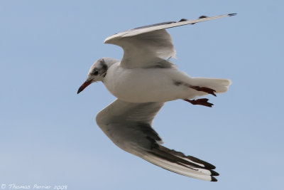 Mouette Rieuse_0066.jpg