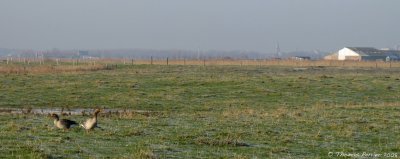 Oie cendree_Polder Uitkerke Belgique_1978