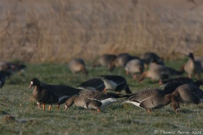 Oie rieuse_Polder Uitkerke Belgique_2421