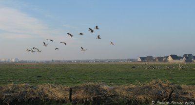 Oies_Polder Uitkerke Belgique_2036