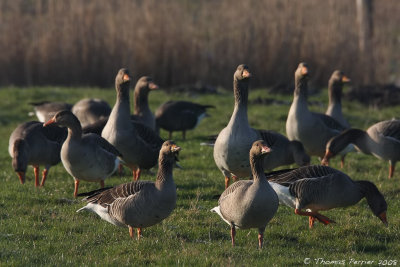 Oie cendree_Polder Uitkerke Belgique_2620