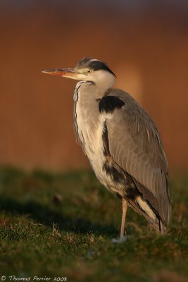 Heron cendre_Polder Uitkerke Belgique_2677