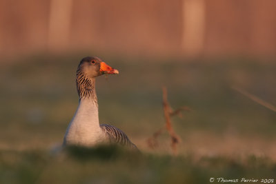 Oie cendree_Polder Uitkerke Belgique_2681