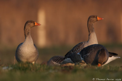 Oie cendree_Polder Uitkerke Belgique_2684