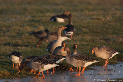 Oie cendree_Polder Uitkerke Belgique_2688