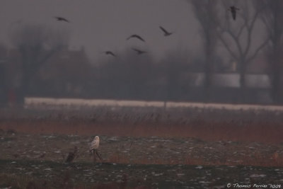 Harfang des neiges_Polder Uitkerke_2768