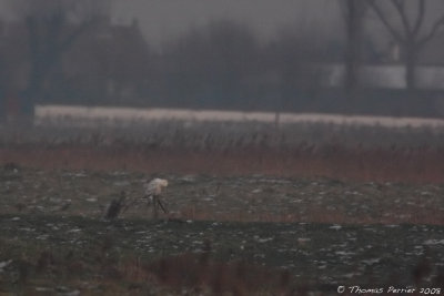 Harfang-Uitkerke_2741