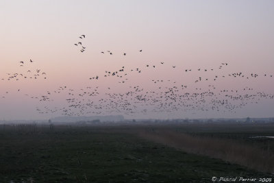 Oies_Polder Uitkerke Belgique_0124