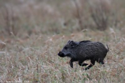 Sanglier_St Cannat_3371 new web.jpg