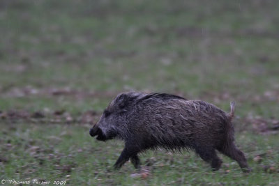 Sanglier_St Cannat_3386 new web.jpg