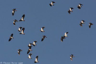 Vanneau sociable_Pernes les Fontaine_3426_web.jpg