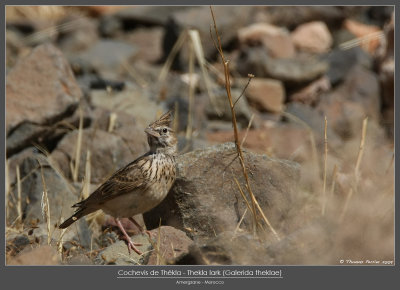 Cochevis de Thekla_6482 new web.jpg