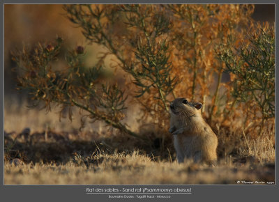 Rat des Sables_6759 new web.jpg