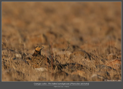 Ganga cata (f)_7979 web.jpg