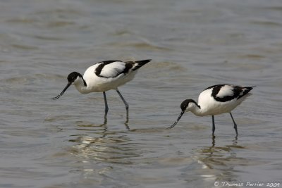 Avocette-Camargue_5887 web.jpg