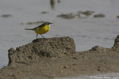 Bergeronnette printanire-Camargue_5872 web.jpg