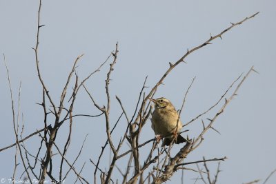 Pipit Rousseline-Camargue_5757 web.jpg