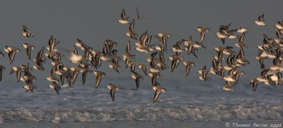 Sanderling-Merlimont_2785 web.jpg