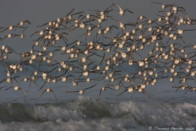 Sanderling-Merlimont_2787 web.jpg
