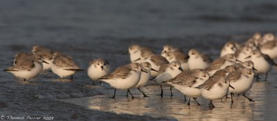 Sanderling-Merlimont_2794 new web.jpg