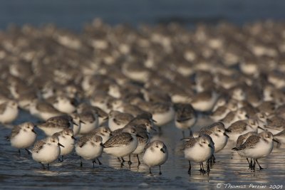 Sanderling-Merlimont_2795 web.jpg