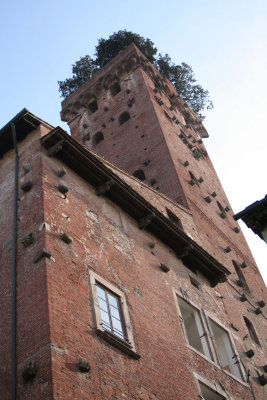 Lucca-Guinigi_0066