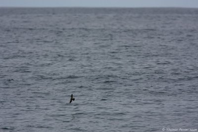 Oceanite tempete_9284