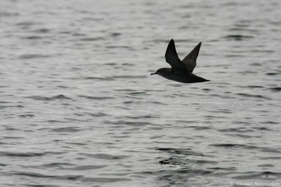 Puffin des baleares_9428