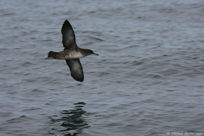 Puffin des baleares_9446