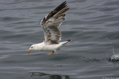 Goeland _9349