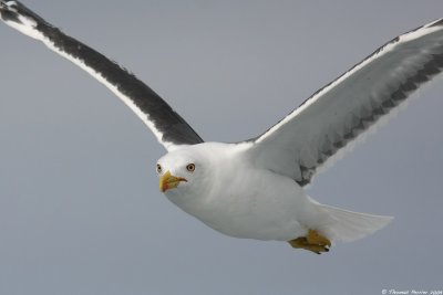 Goeland brun_9334
