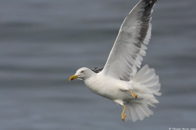 Goeland brun_9335
