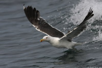 Goeland brun_9347