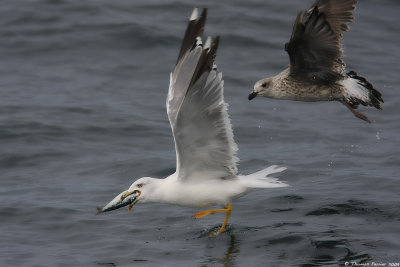 Goeland leucophee_9390