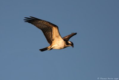 Balbu-Camargue_9841.jpg