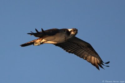 Balbu-Camargue_9842.jpg