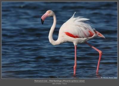 Flamand rose_9582 web.jpg