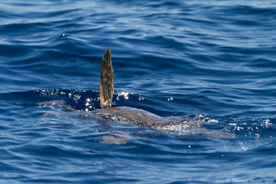 Sortie en mer Aout 2010