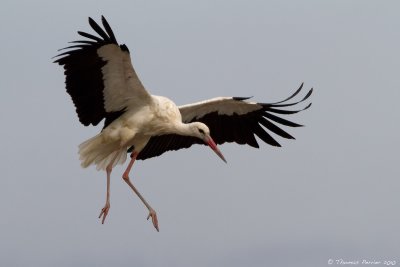 Cigogne blanche-La Tranche_9286 web.jpg