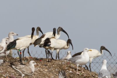 Ibis sacré_La Tranche sur mer 9237.jpg