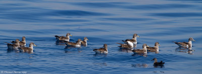 Puffins cendre et yelkouan_9707.jpg