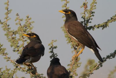 Common Myna TP_09904 - Version 2.jpg